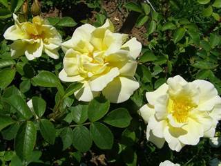 Arborétum Borová hora 2