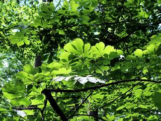 Hikóriový porast 2 - Daniela Tomášiková