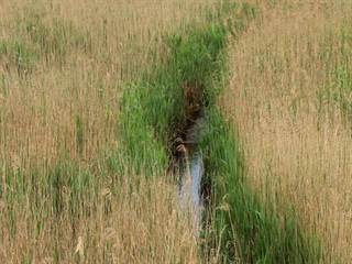 Parížske močiare 5 - Daniela Tomášiková