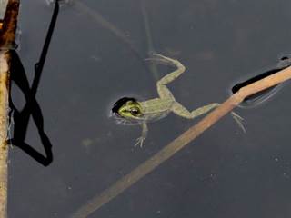 Parížske močiare 9 - Daniela Tomášiková