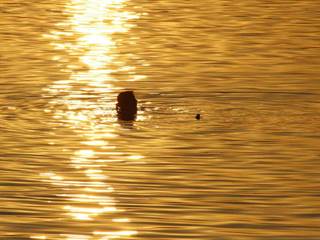 Plávanie pri západe slnka