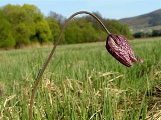 Prírodná rezervácia Pstruša 4 - Daniela Tomášiková