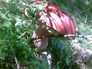 Chata Kováčová 12