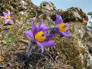 Biela skala 3 - Majtán Robo