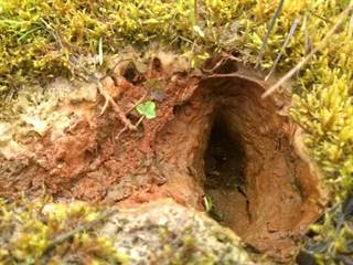 Mičinské travertíny 10 - Palino Peťovský