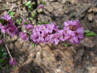 Praporec 6 - Paulina Melková