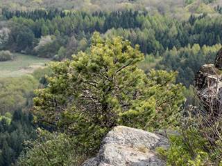 Malý Grič 2 - Daniela Tomášiková