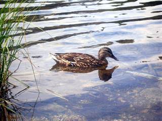 Nové Štrbské pleso 4 - Jozef Kotulič