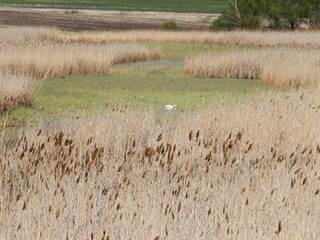 Parížske močiare 6 - Daniela Tomášiková