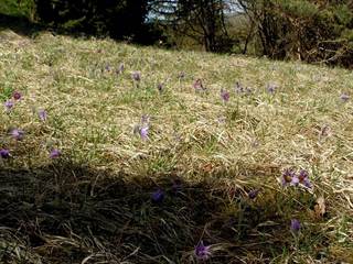 Prírodná rezervácia Mackov bok 5