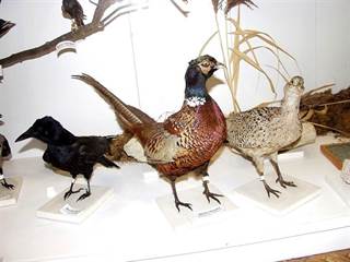 Mestské múzeum v Rajci 11