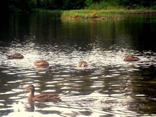 Nové Štrbské pleso 5 - Jozef Kotulič