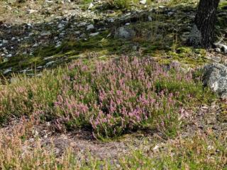 Zlatnícka skalka 3 - Daniela Tomášiková
