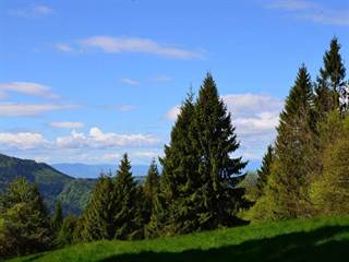 Bachureň 4 - Paulina Melková