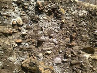 Hrabkovské zlepence 2 - Palino Peťovský