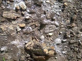 Hrabkovské zlepence 5 - Palino Peťovský