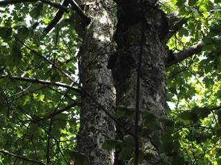 Nežabec 3 - Daniela Tomášiková