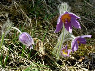 Prírodná rezervácia Mackov bok 2