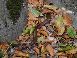 Veľký Milič 7 - Paulina Melková