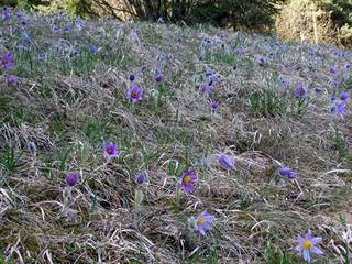Prírodná rezervácia Mackov bok 6