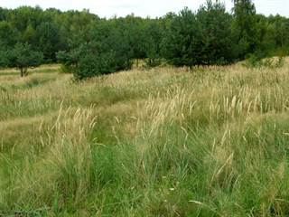 Havrania skala 8 - Daniela Tomášiková