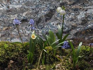 Jovsianska hrabina 6 - Daniela Tomášiková