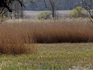 Parížske močiare 2- Daniela Tomášiková