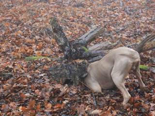 Havrania skala 4 - vypadni.sk