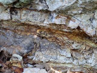 Zolniansky lahar 6 - Daniela Tomášiková