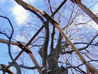 Rastlinný kostol 5 - Viktor Szemán