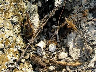 Sivá Brada 6 - Daniela Tomášiková