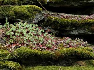 Benát 6 - Daniela Tomášiková