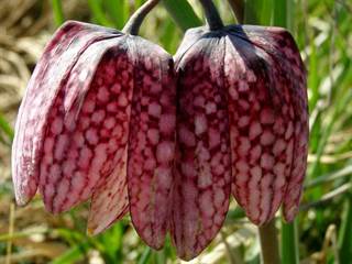 Prírodná rezervácia Pstruša 6 - Daniela Tomášiková