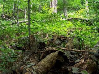 Prales Stužica 2 - Matus halas