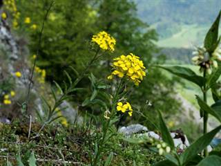 Veľký Manín 4 - Daniela Tomášiková