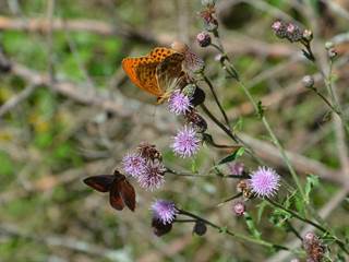 Hekerová 5 - Paulina Melková