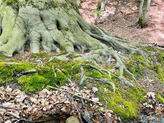 Kučišdorfská dolina
