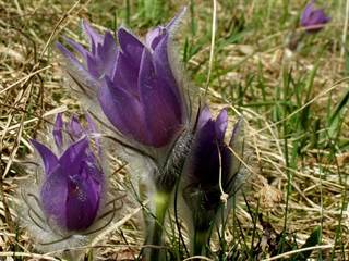 Prírodná rezervácia Mackov bok 3