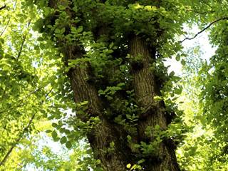 Hikóriový porast 3 - Daniela Tomášiková