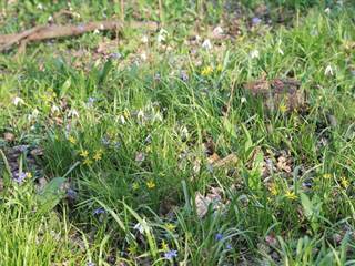 Snežienky, krivec, scila