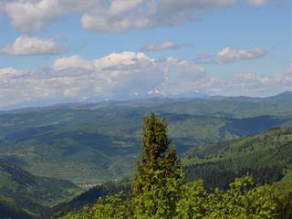 Bachureň 2 - Paulina Melková