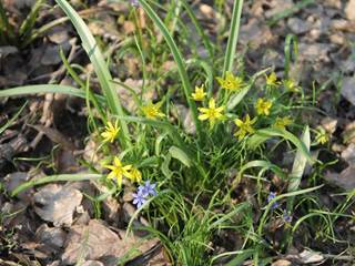 Krivec žltý s scilou