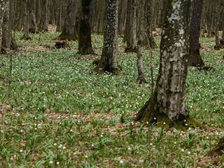 Jovsianska hrabina 2 - Daniela Tomášiková