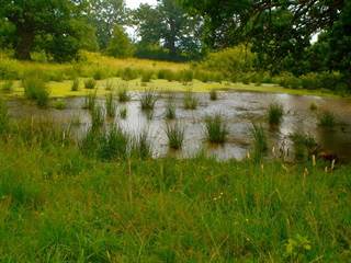 Panónsky háj Gavurky 5 - Juraj Paller