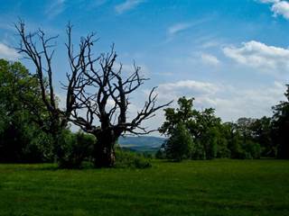 Panónsky háj Gavurky 2 - Juraj Paller