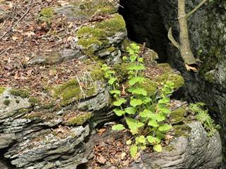 Krivá 6 - Daniela Tomášiková