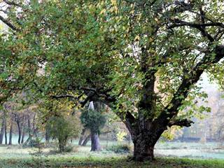 Kaštieľ vo Veľkom Blhu 2 - Daniela Tomášiková