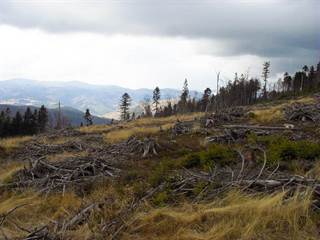 Osadník 1 - Paulina Melková