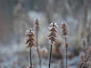 Babiná 5 - Paulina Melková