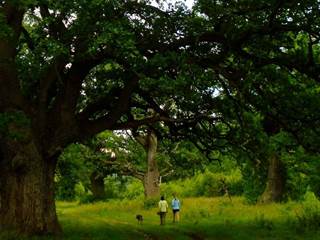 Panónsky háj Gavurky 3 - Juraj Paller